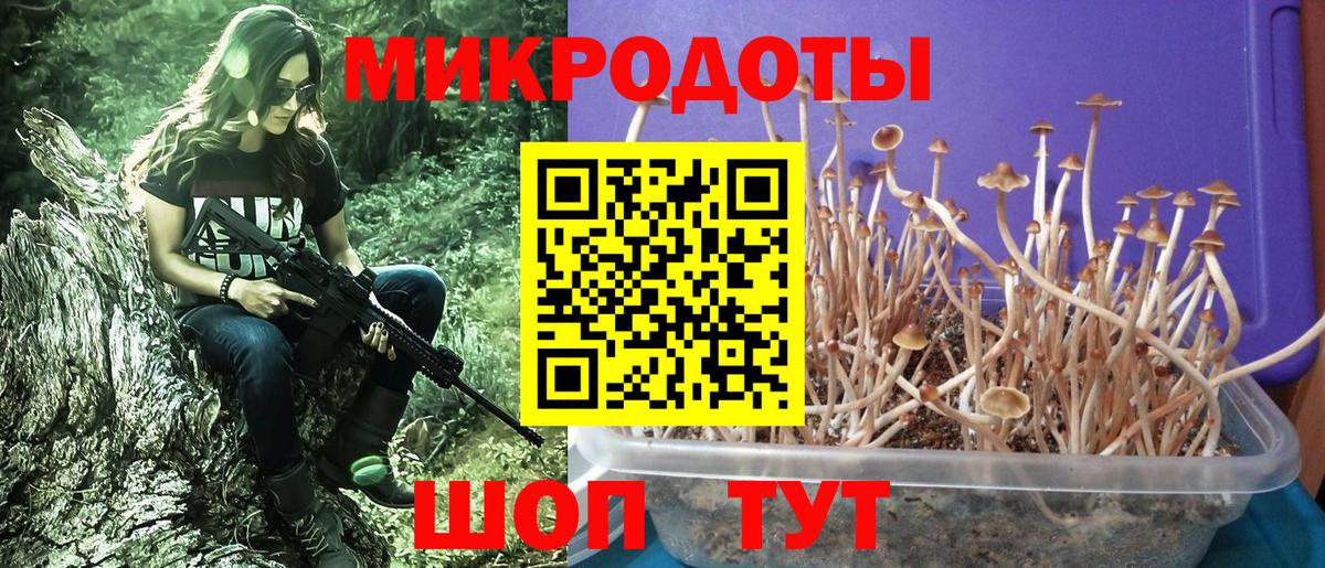 Галлюциногенные грибы Psilocybine cubensis  Вход с VPN  Псилоцибиновые грибы Psilocybe  Сертолово 